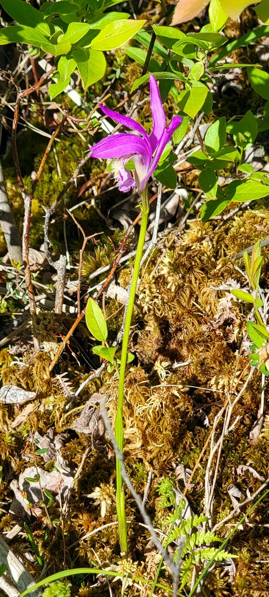 Dragon Mouth Orchid (Arethusa bulbosa)