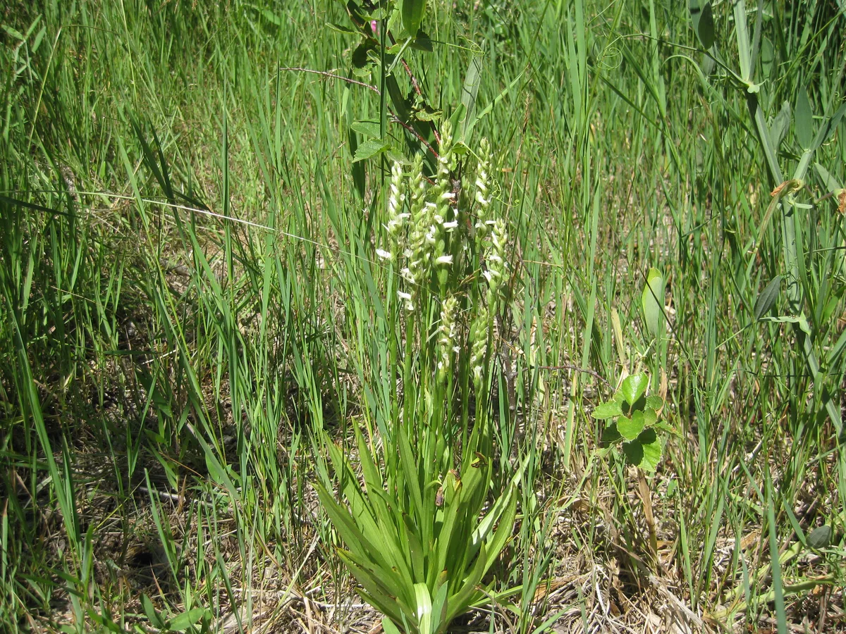 Ute Ladies Tresses