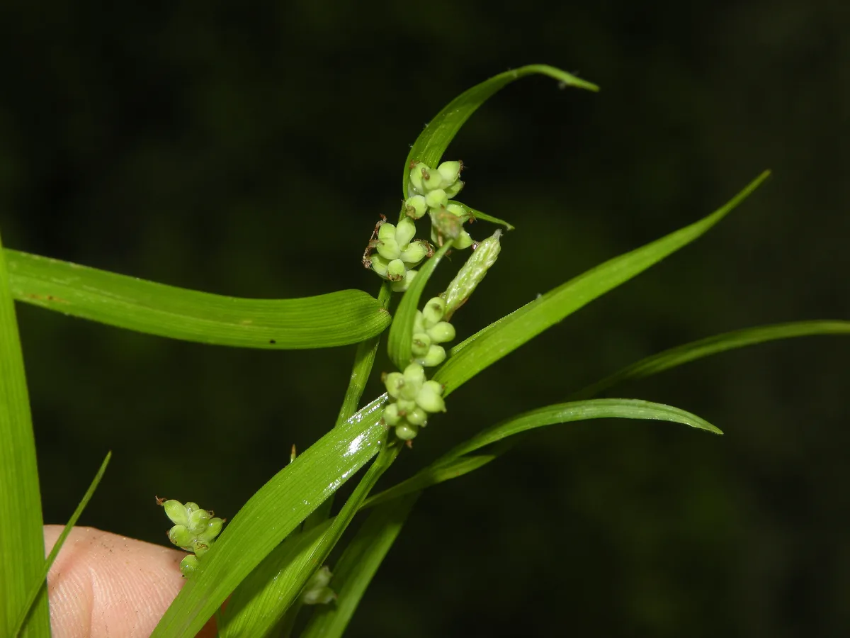 Wood Sedge (Carex blanda)