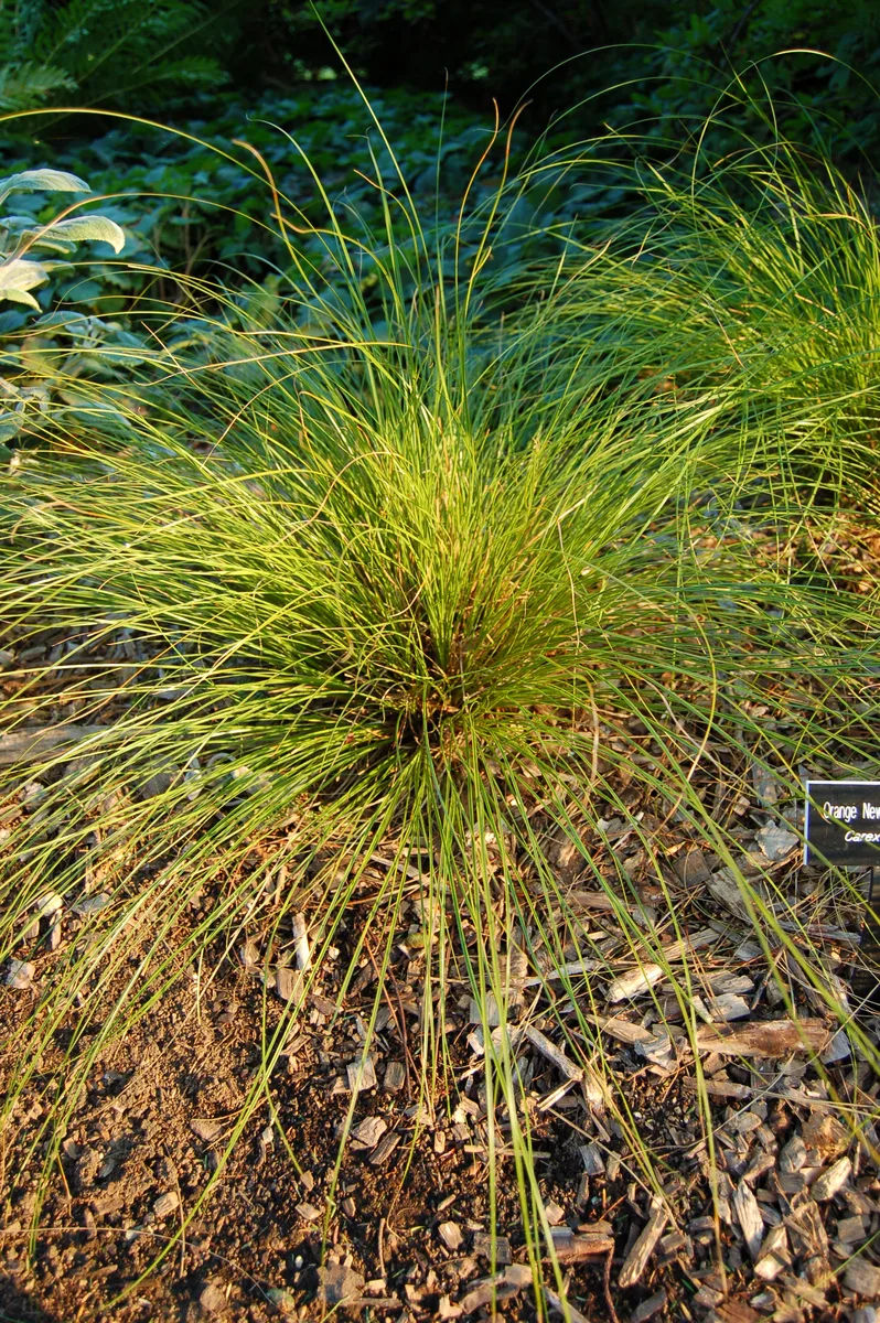 Bronze Sedge (Carex testacea)