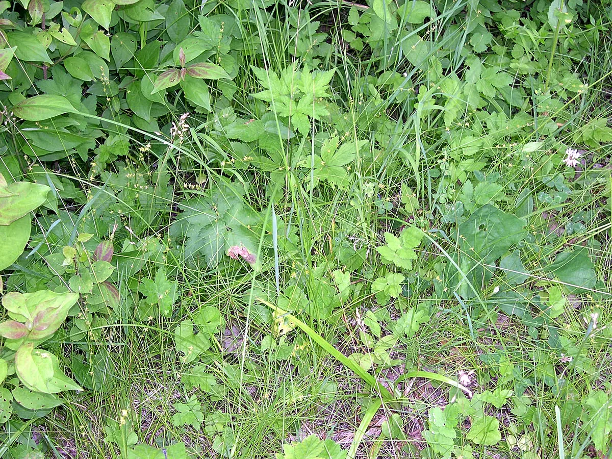Eastern Star Sedge (Carex radiata)