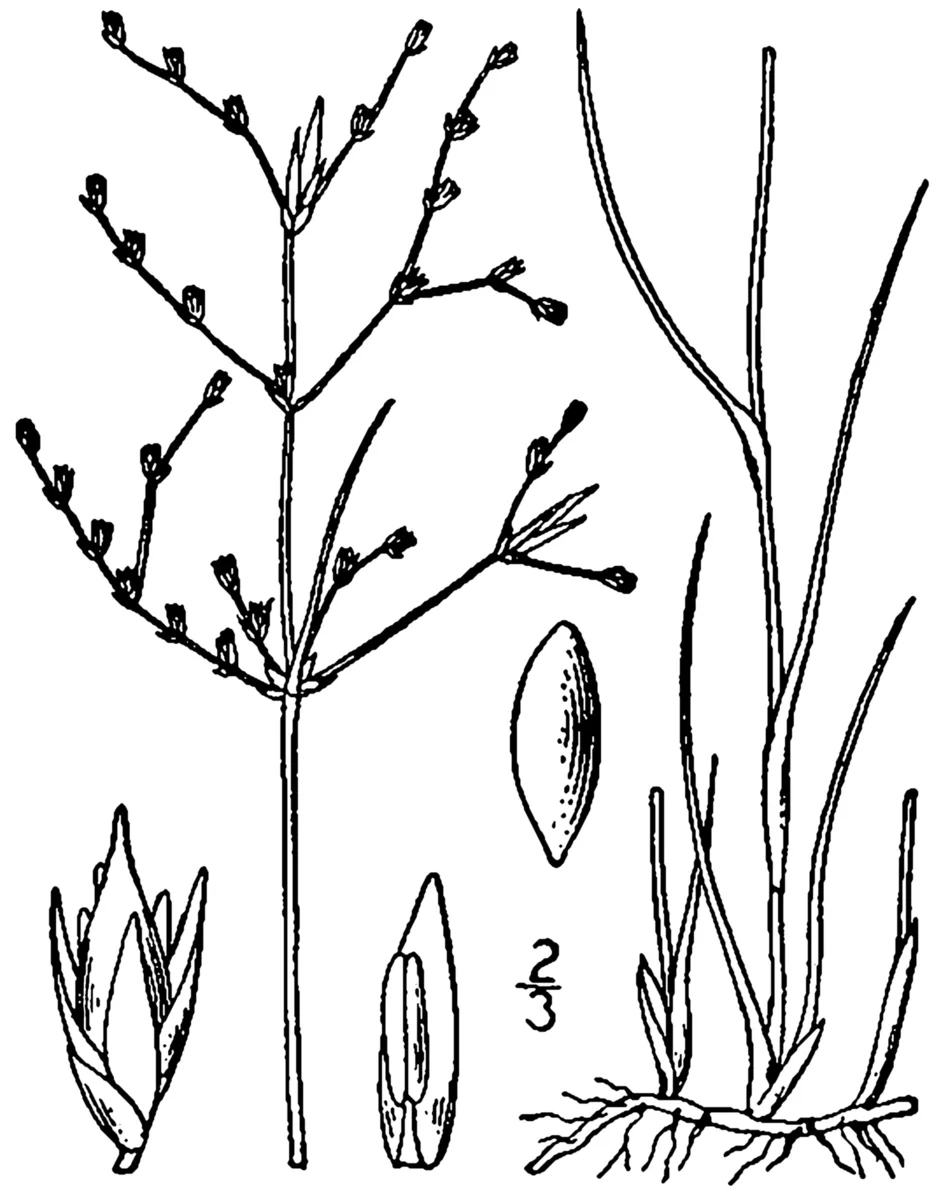 Brown Bog Rush
