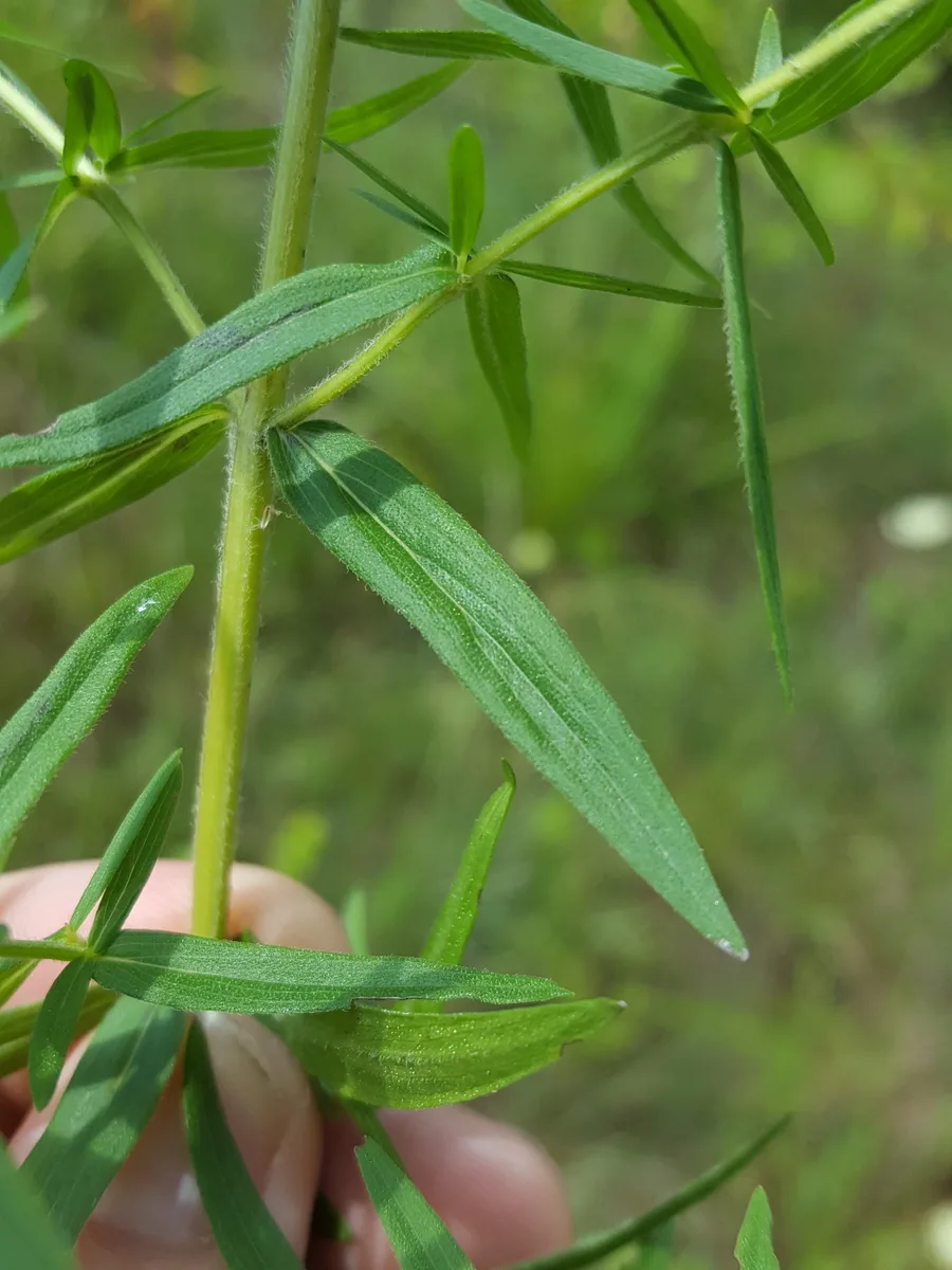 Virginia Mountain Mint (Pycnanthemum virginianum var. virginianum)