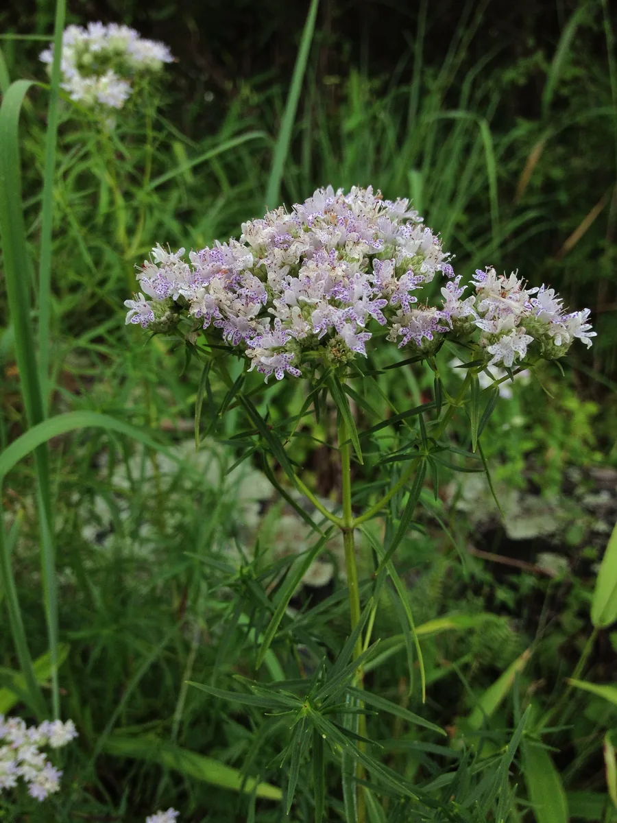 Slender Mountain Mint (Pycnanthemum tenuifolium)