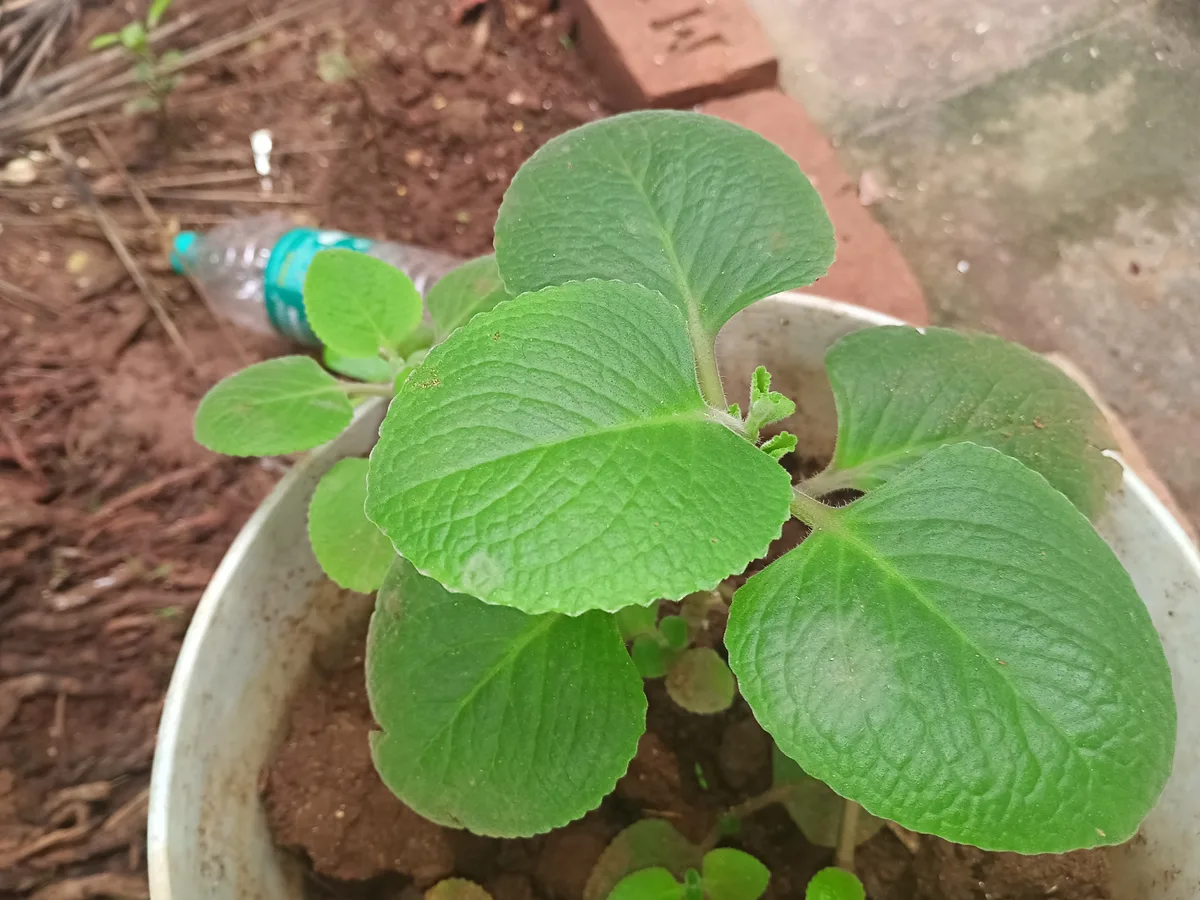 Cuban Oregano (Coleus amboinicus)