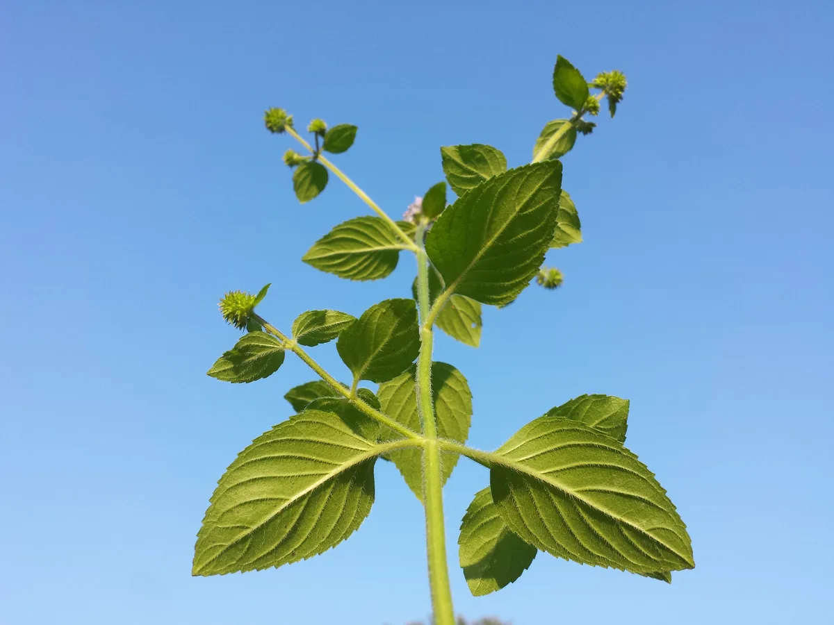 Water Mint