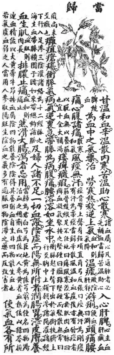Dong Quai (Angelica sinensis)