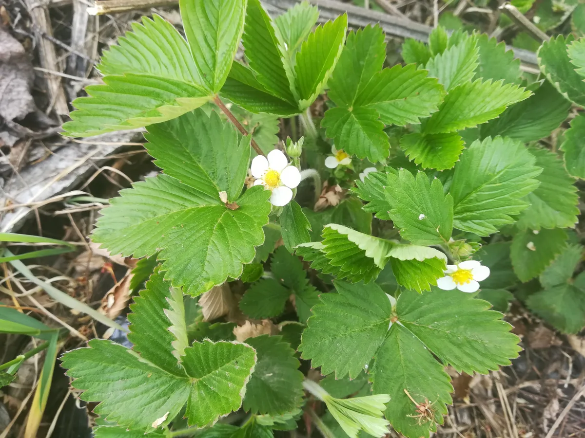 Alpine Strawberry