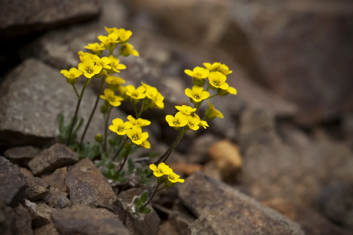 Alpine Whitlowgrass (Draba alpina)