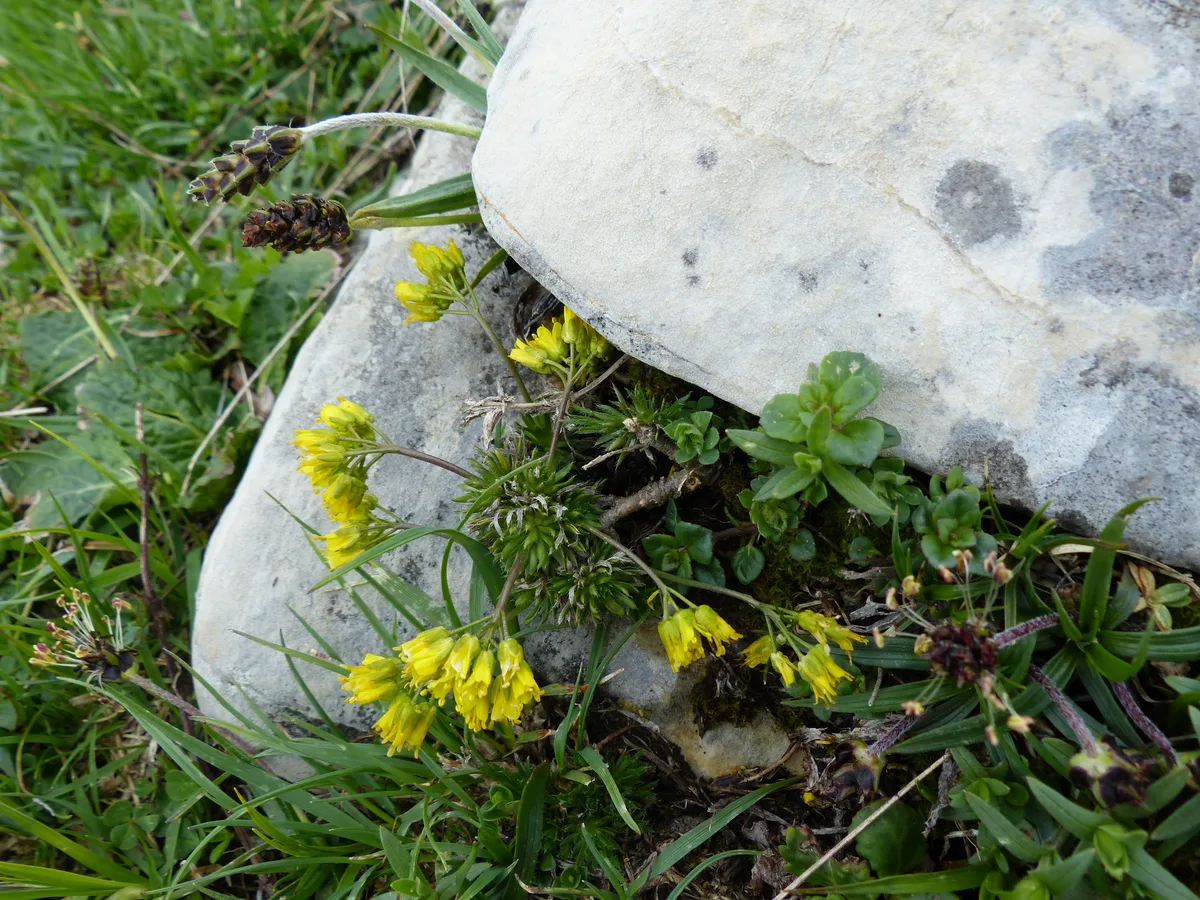 Yellow Whitlowgrass (Draba aizoides)