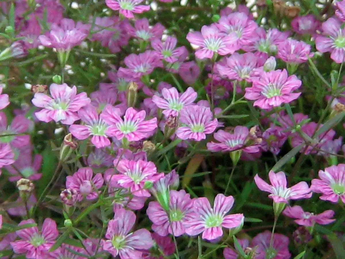 Alpine Gypsophila