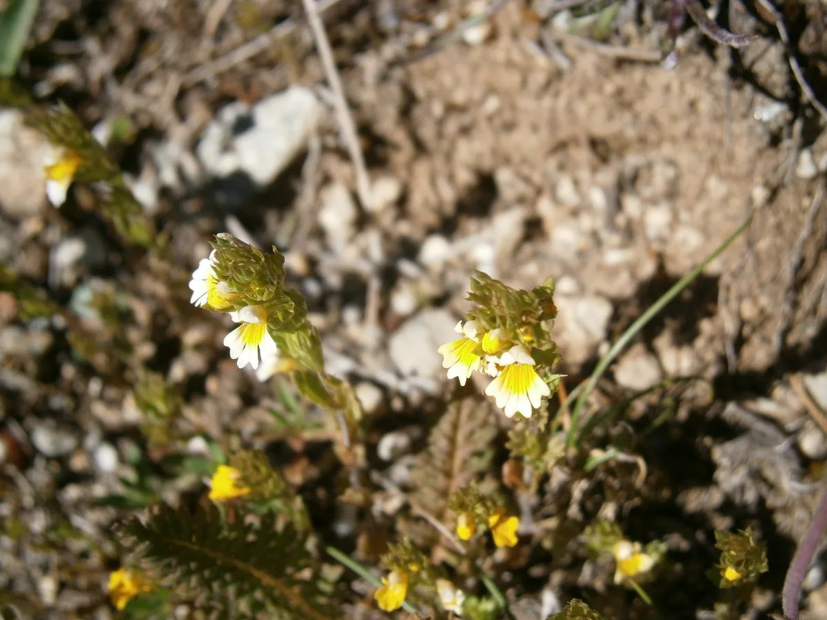 Alpine Eyebright (Euphrasia minima)