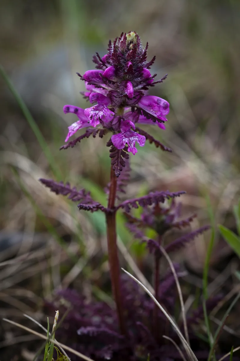 Alpine Lousewort (Pedicularis verticillata)