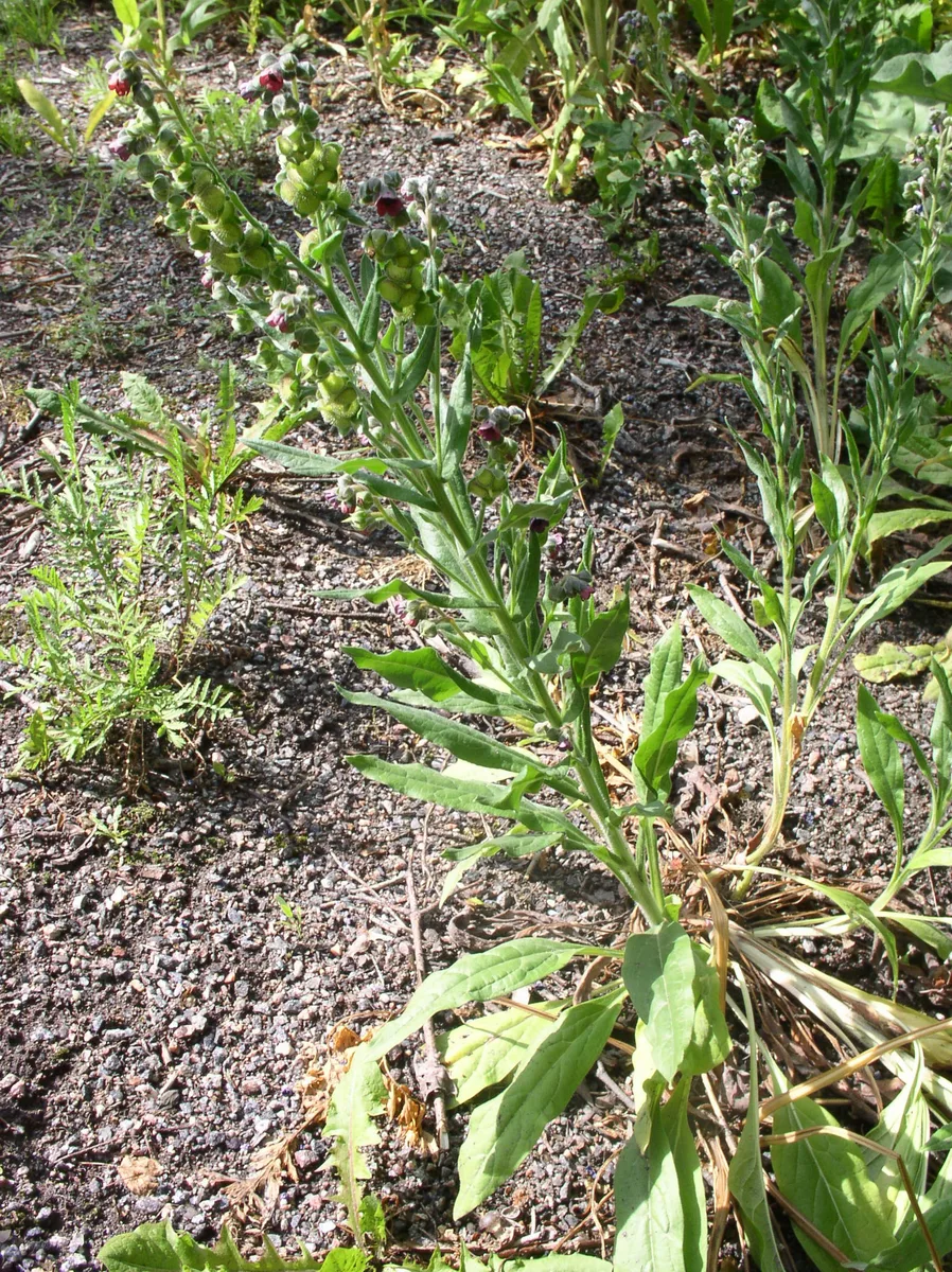 Mountain Houndstongue (Cynoglossum officinale)
