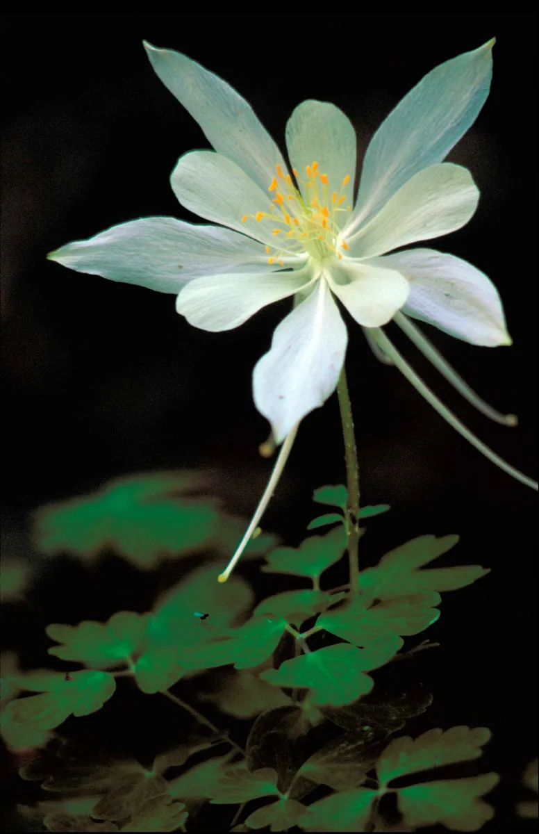 Rocky Mountain Columbine