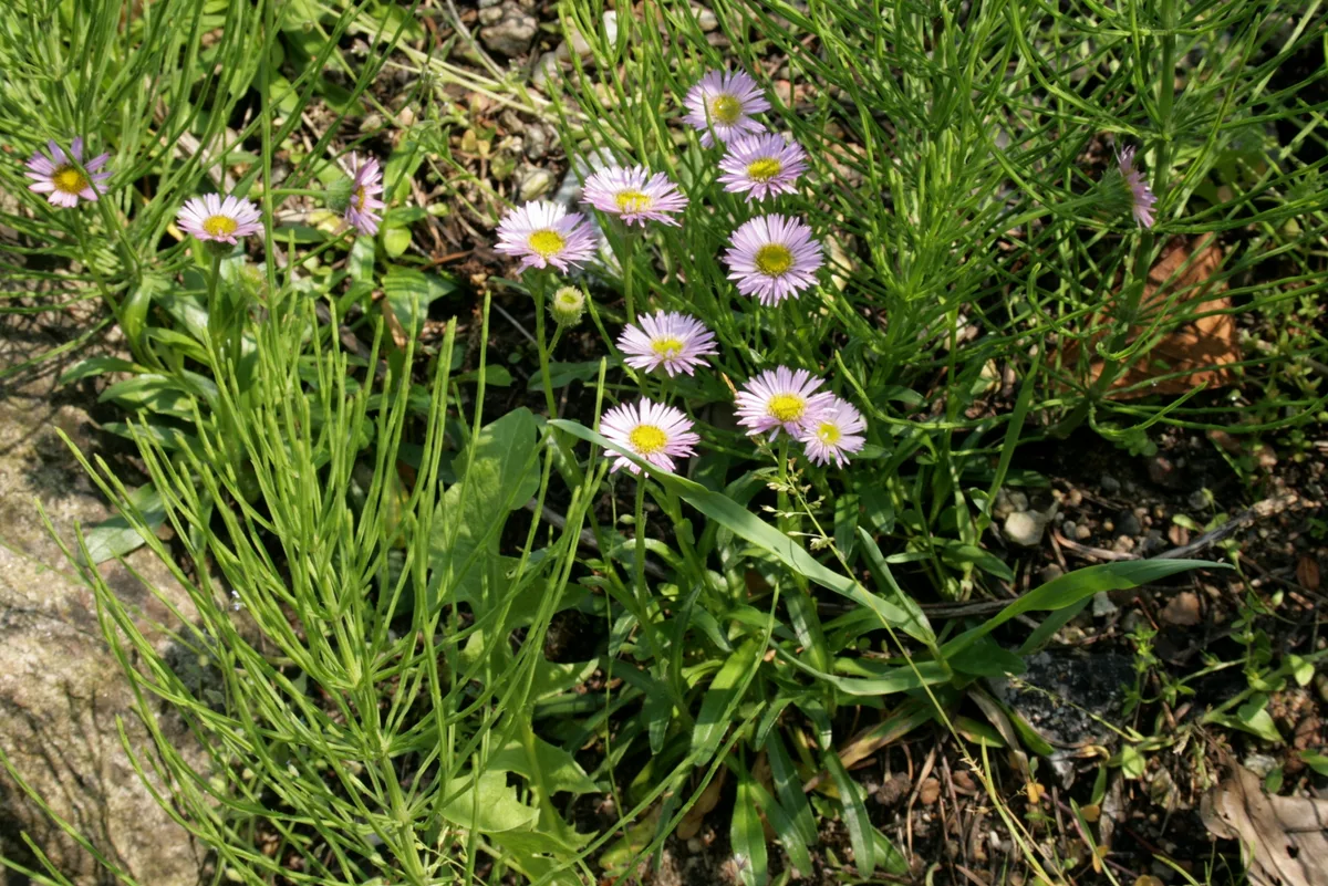 One Flower Fleabane (Erigeron uniflorus)