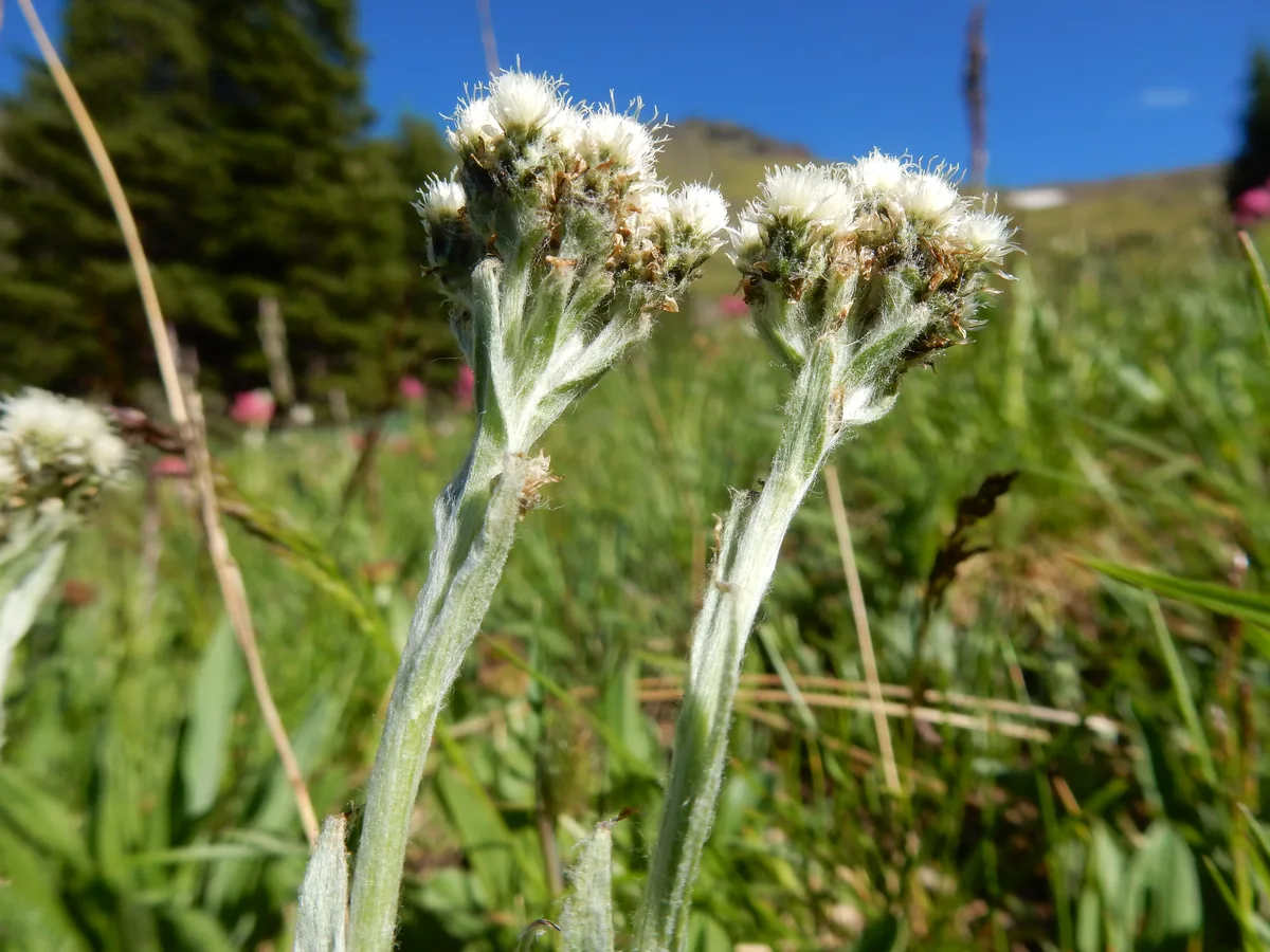 Alpine Everlasting (Antennaria alpina)