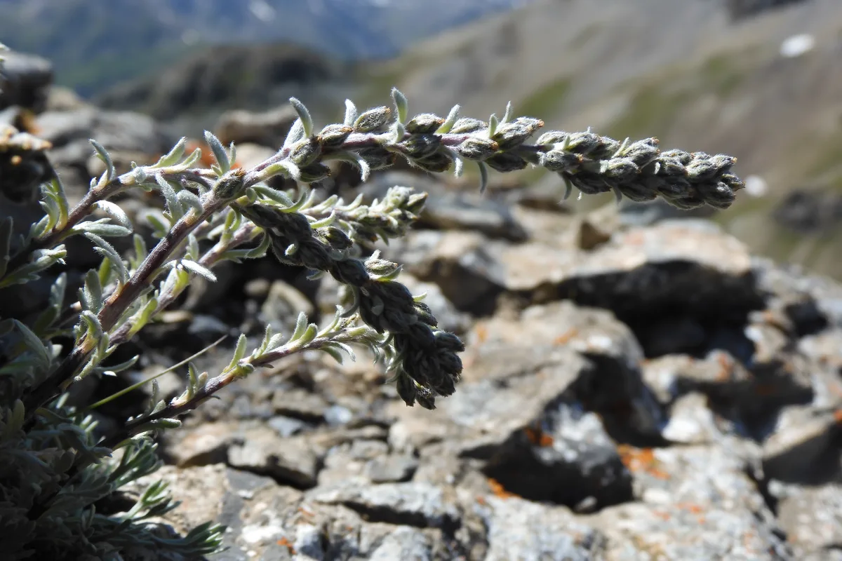 Alpine Wormwood (Artemisia genipi)