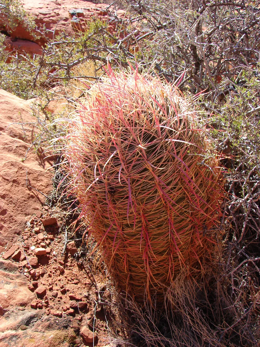 Compass Barrel Cactus (Ferocactus cylindraceus)
