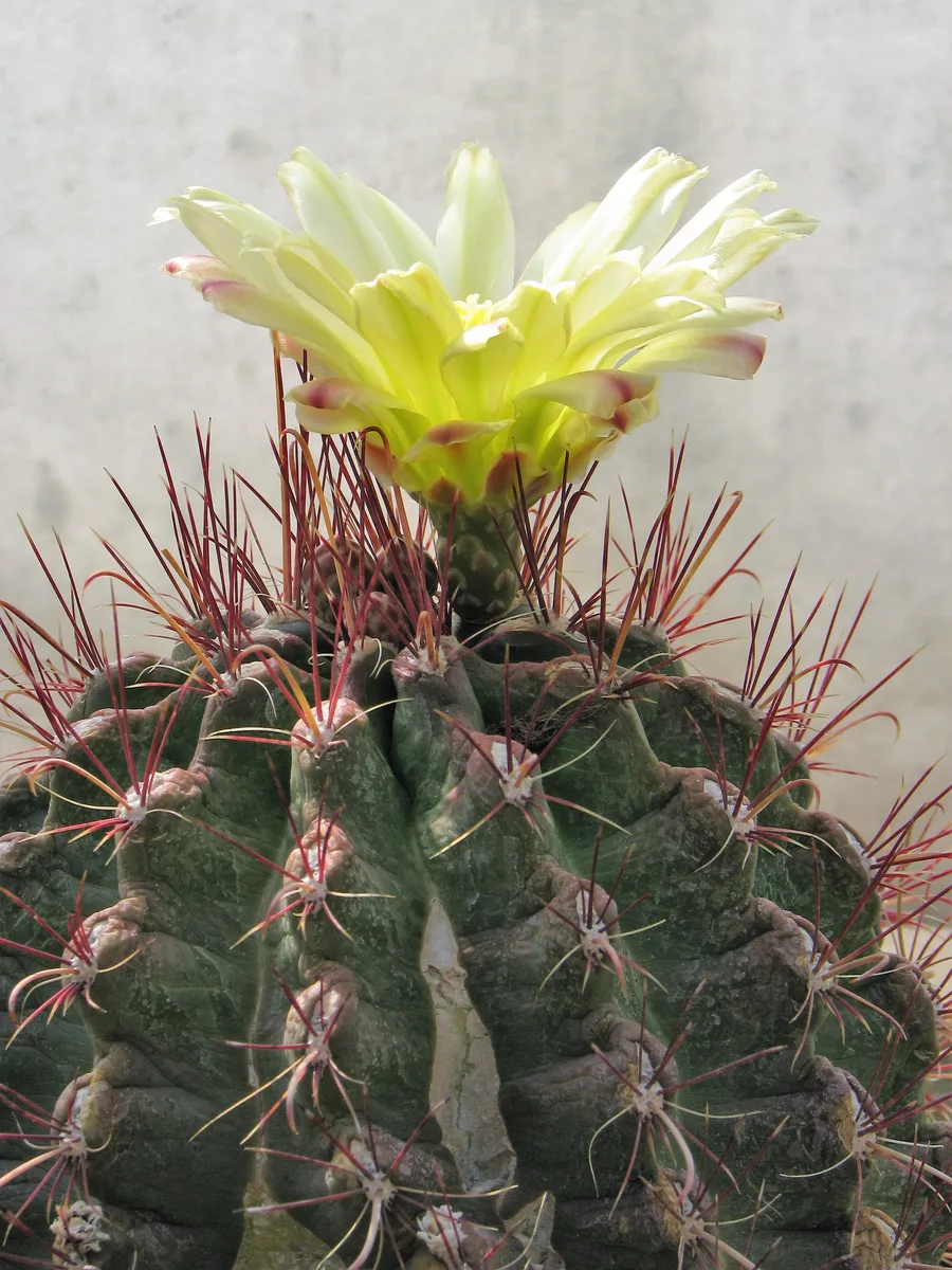 Texas Barrel Cactus (Ferocactus hamatacanthus)