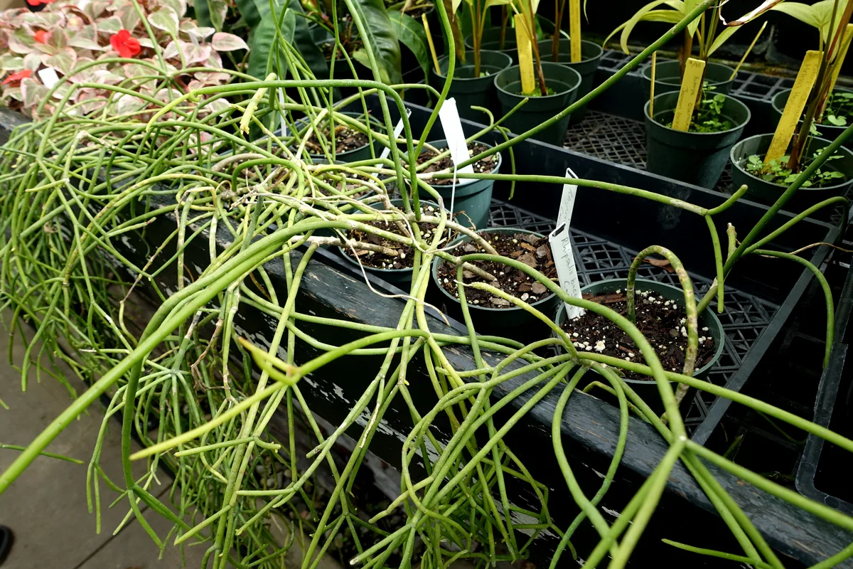 Mist Mistletoe Cactus (Rhipsalis baccifera)