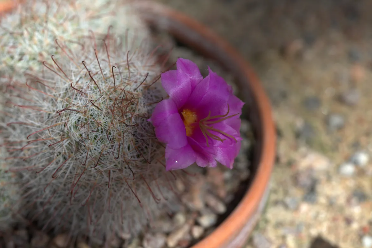 Arizona Fishhook Cactus