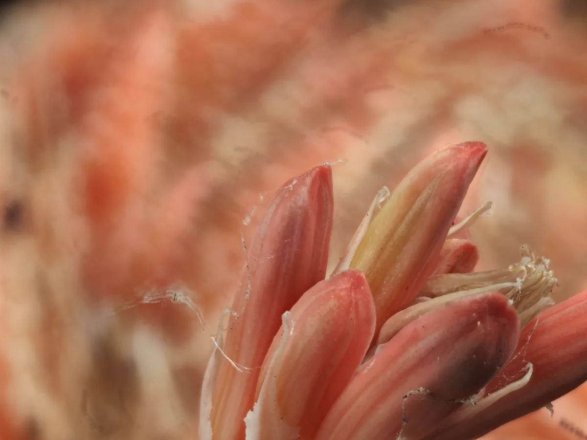 Queen Victoria Aloe (Aloe aristata)