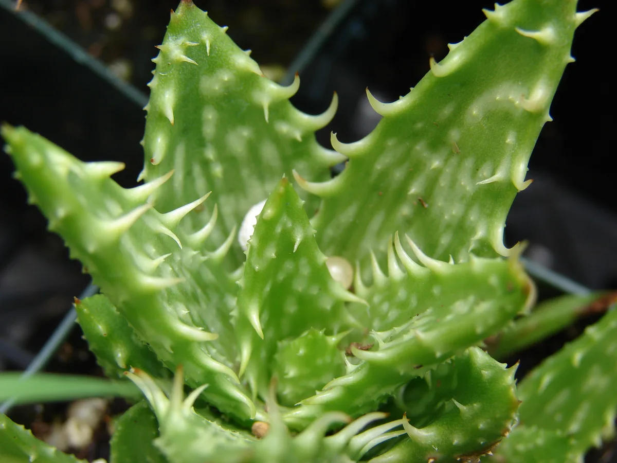 Tiger Tooth Aloe (Aloe juvenna)
