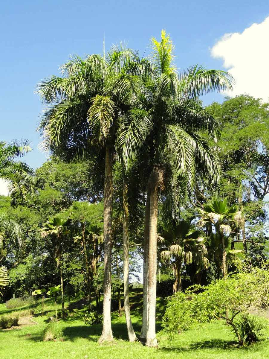 Puerto Rican Royal Palm (Roystonea borinquena)
