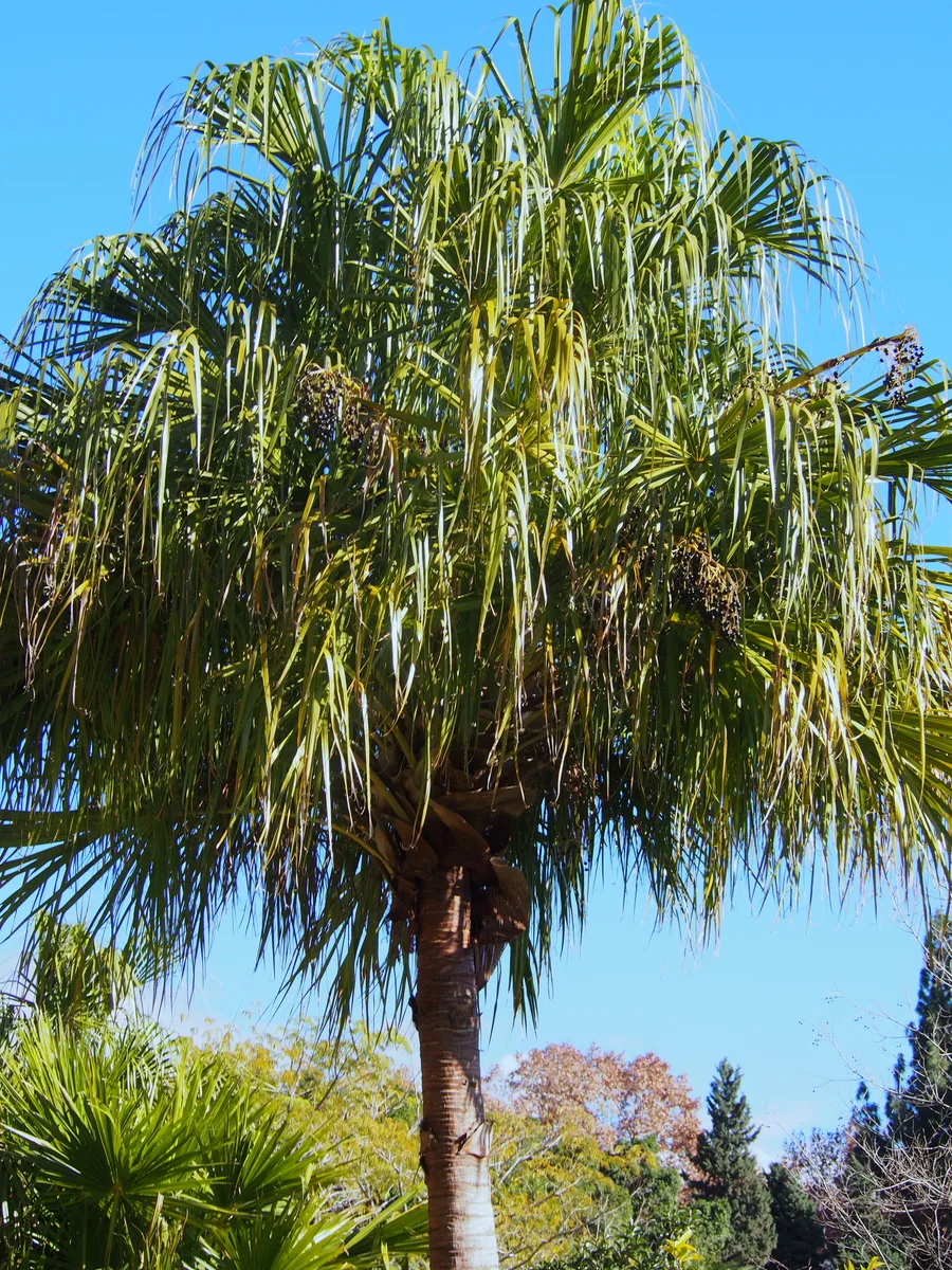 Ribbon Fan Palm (Livistona decora)
