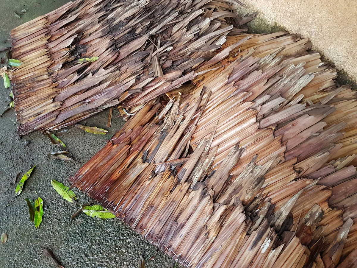 Nipa Palm (Nypa fruticans)