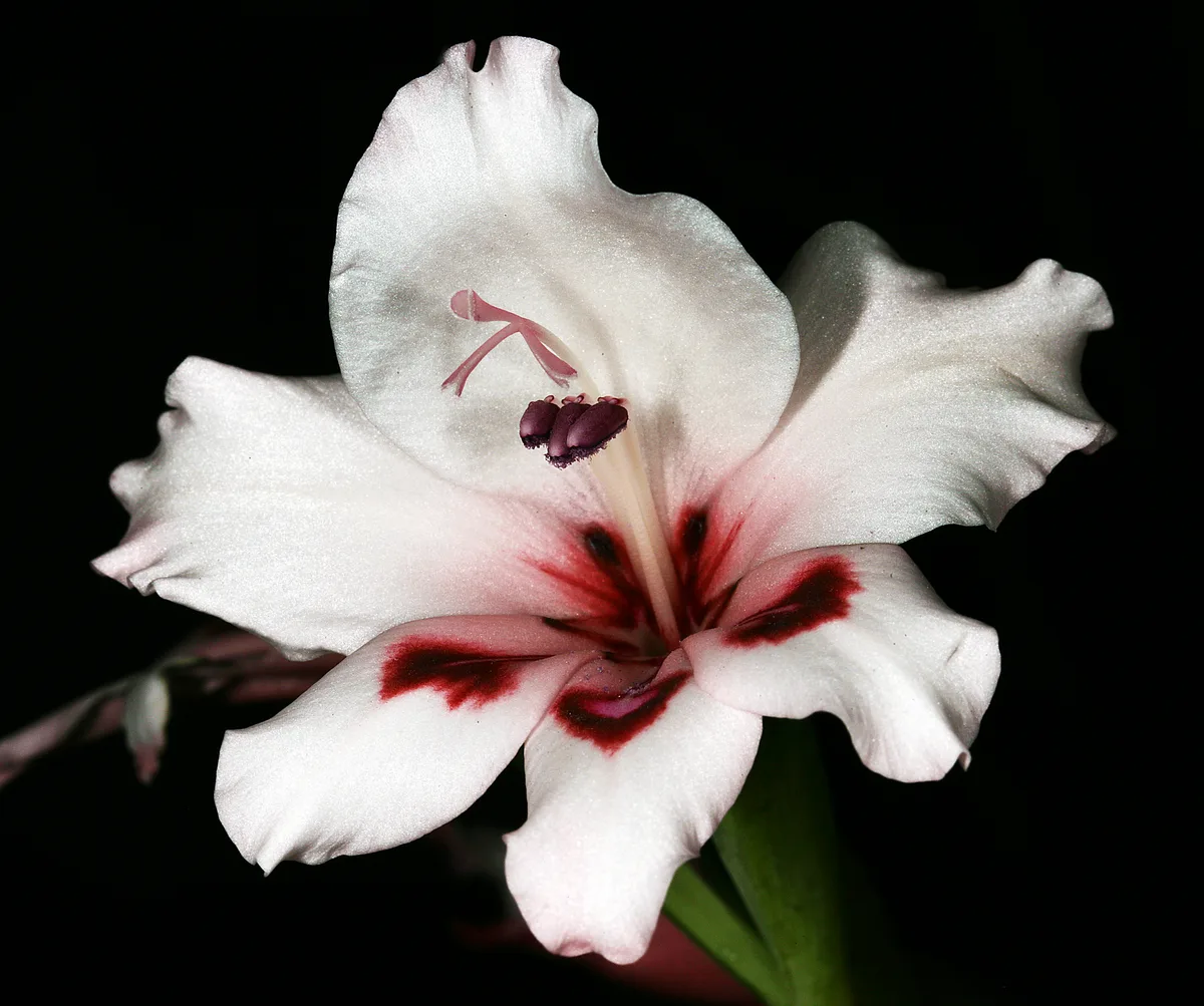 Cape Gladiolus (Gladiolus carneus)