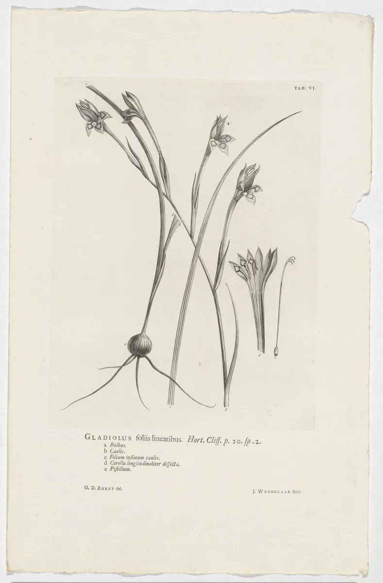 Painted Lady Gladiolus (Gladiolus angustus)
