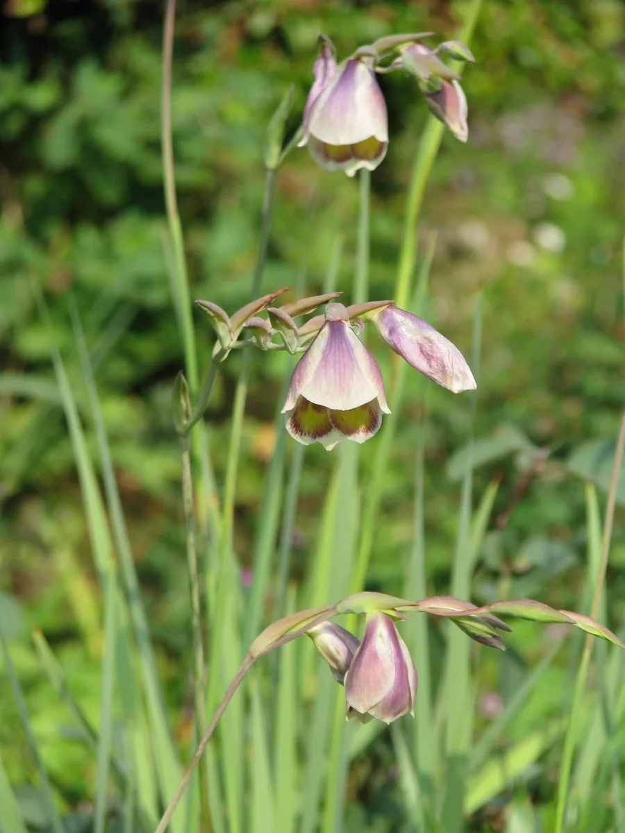 Butterfly Gladiolus (Gladiolus papilio)