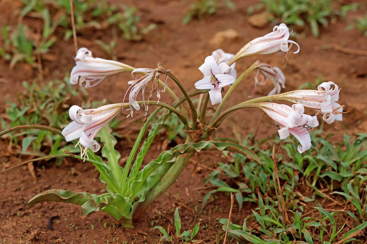 River Lily (Crinum macowanii)
