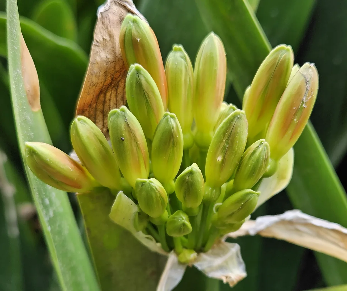 Bush Lily