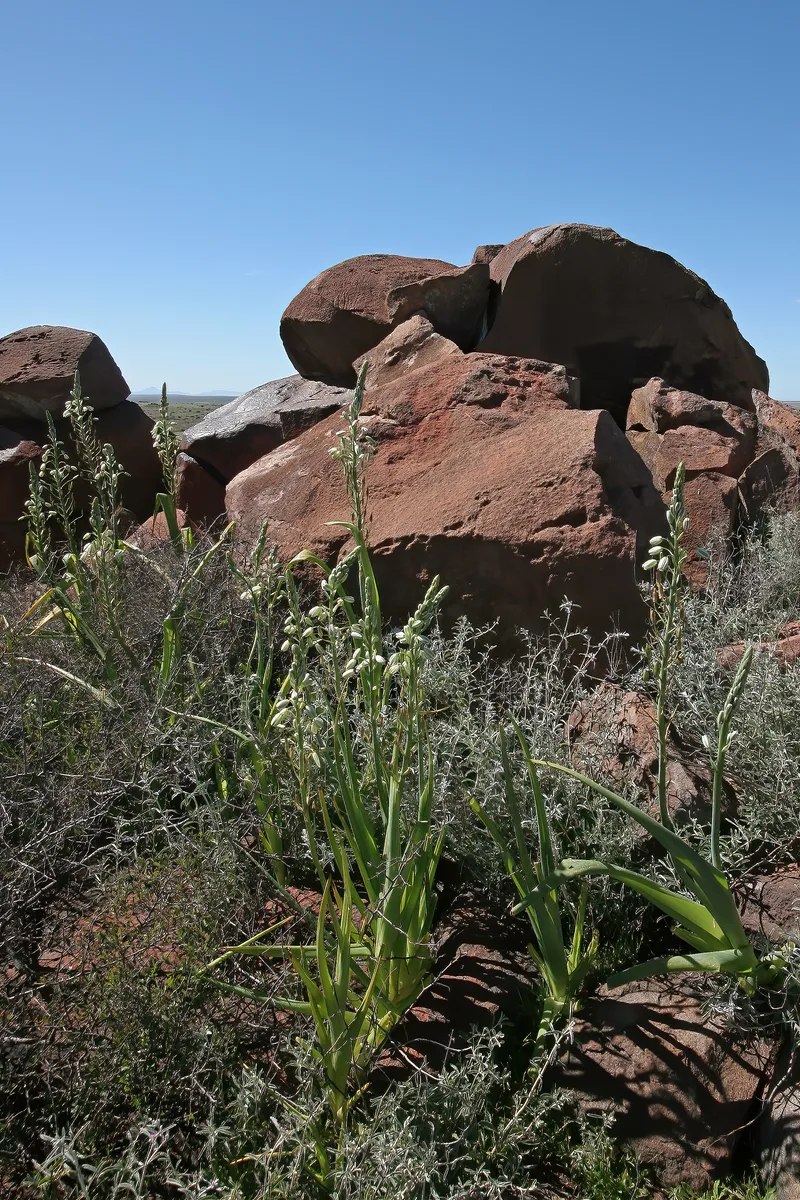 Cape Star Of Bethlehem (Albuca canadensis)