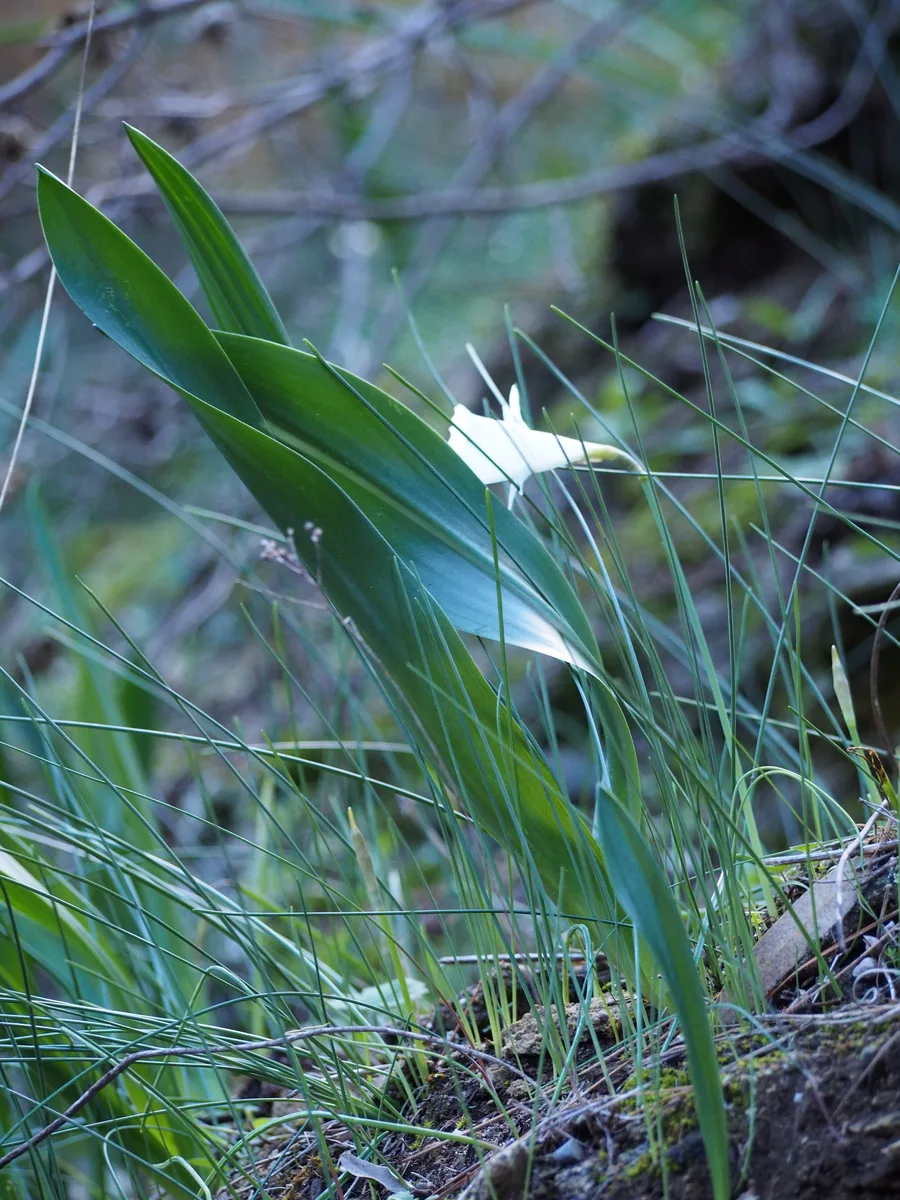 Cape Squill (Drimia maritima)