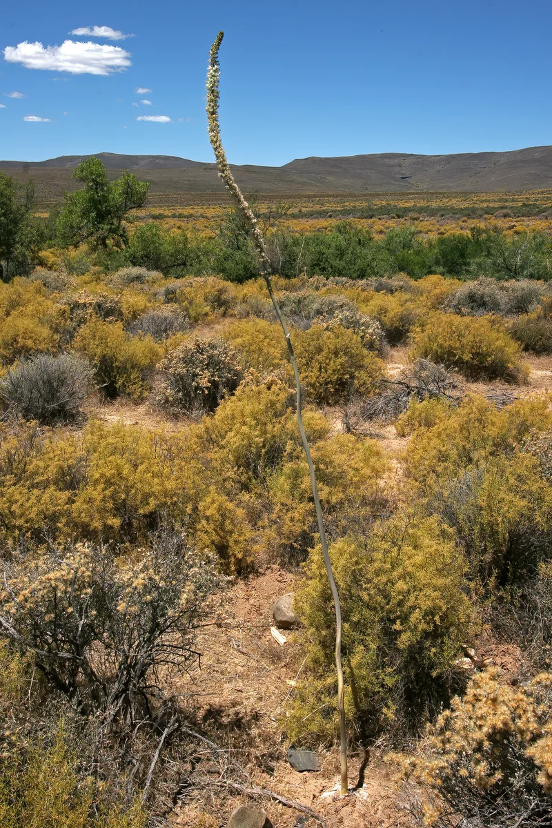 Slangkop (Drimia capensis)