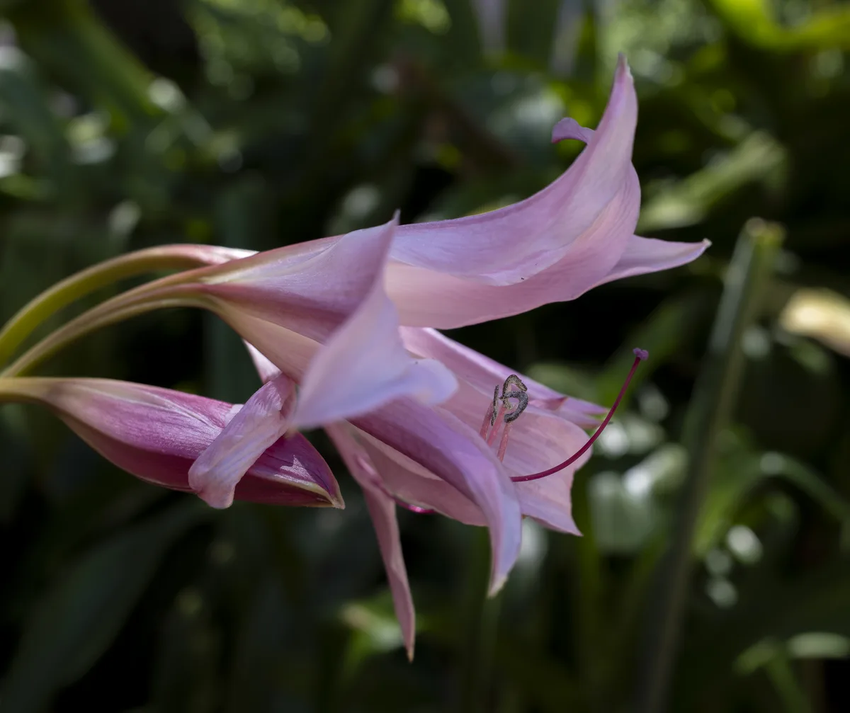 March Lily