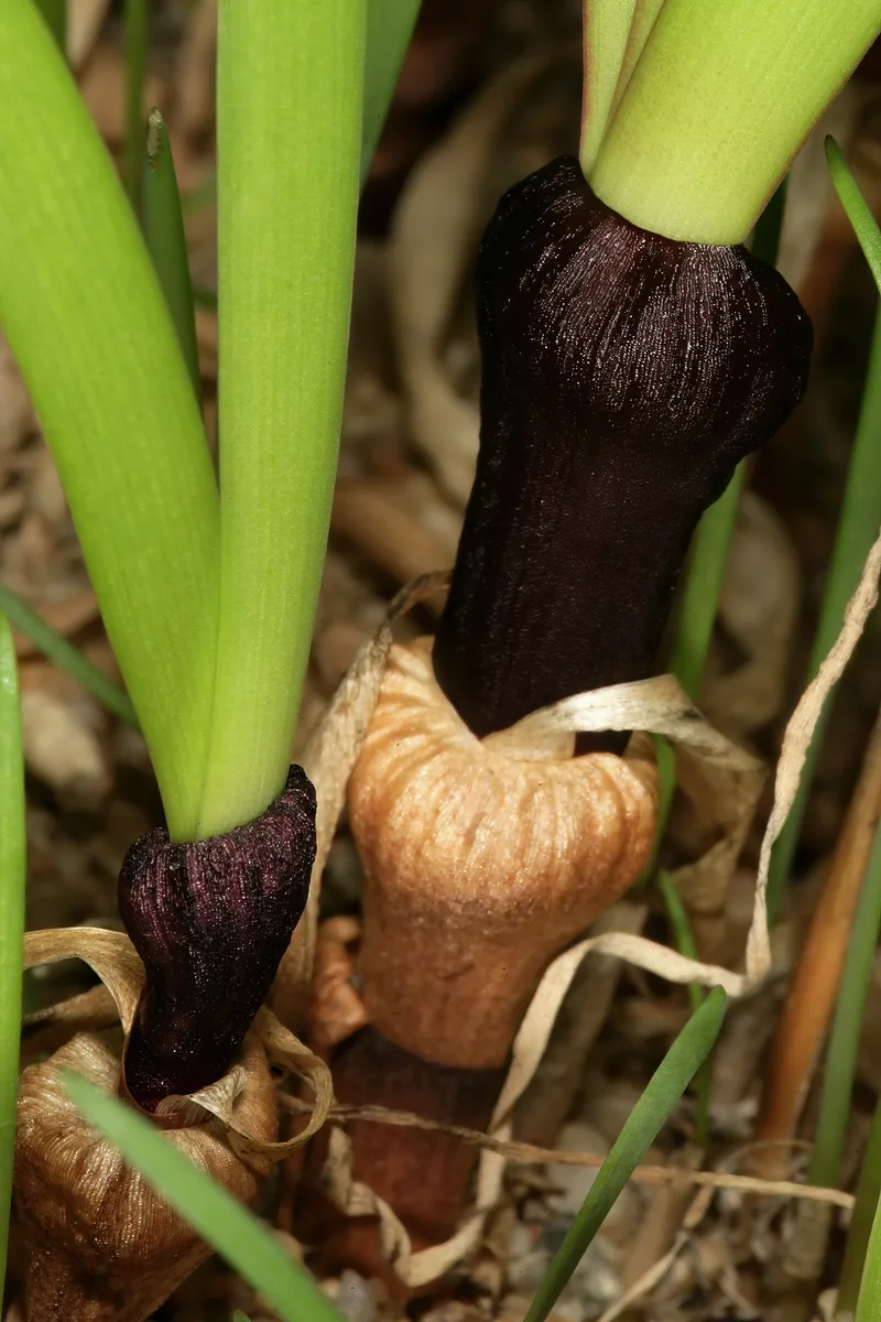 Cape Snowdrop