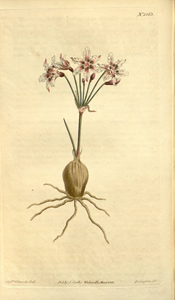 Namaqua Lily (Hessea cinnamomea)