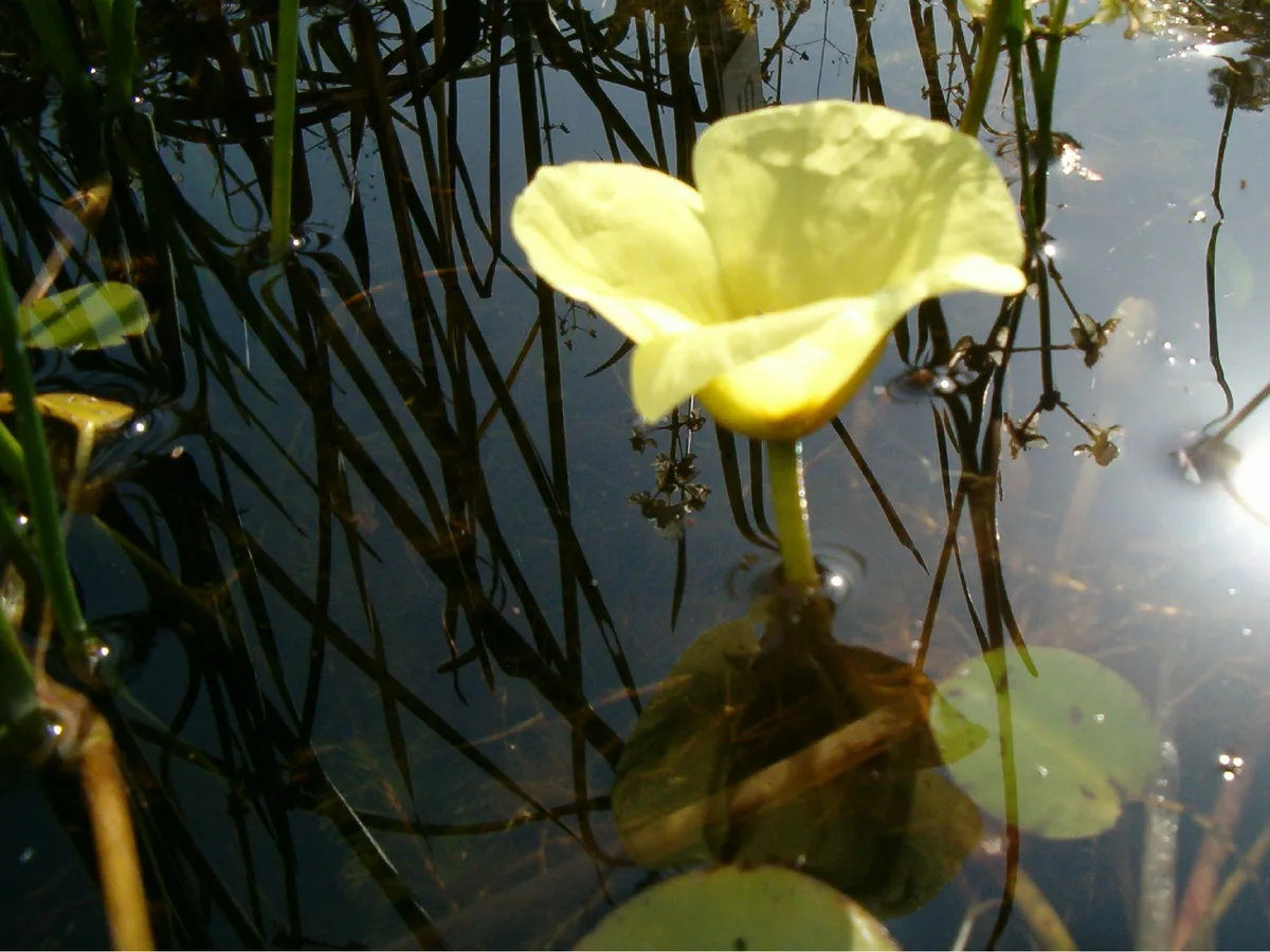 Water Poppy