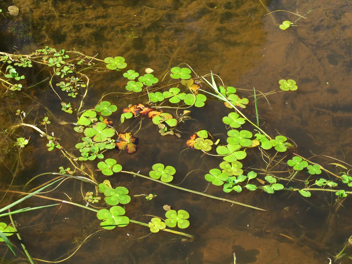 Pepperwort (Marsilea mutica)