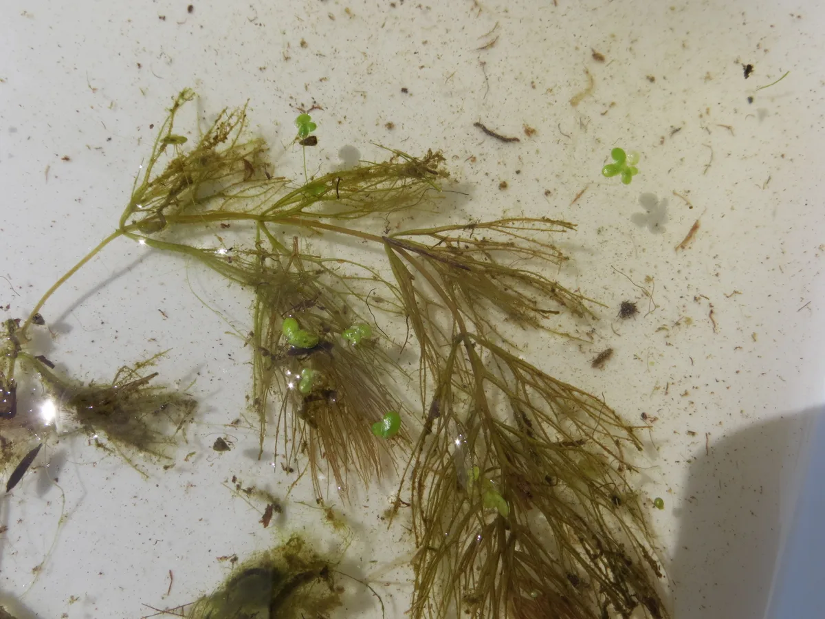 Coontail