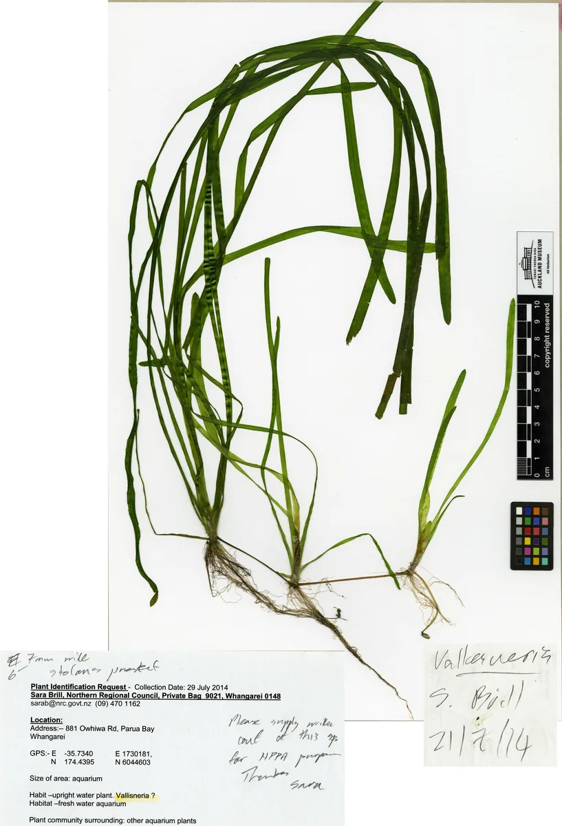 Giant Vallisneria (Vallisneria australis)