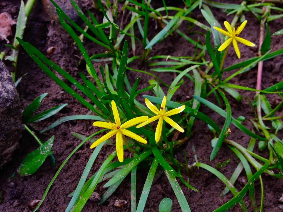 Water Stargrass