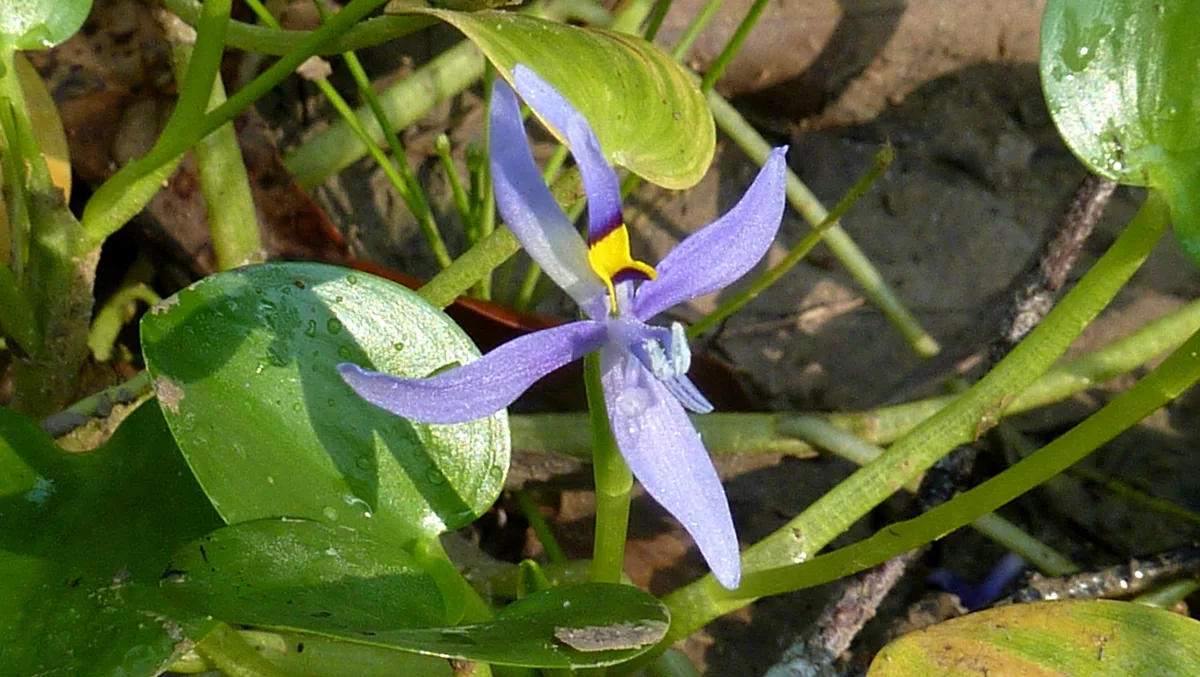 Mud Plantain