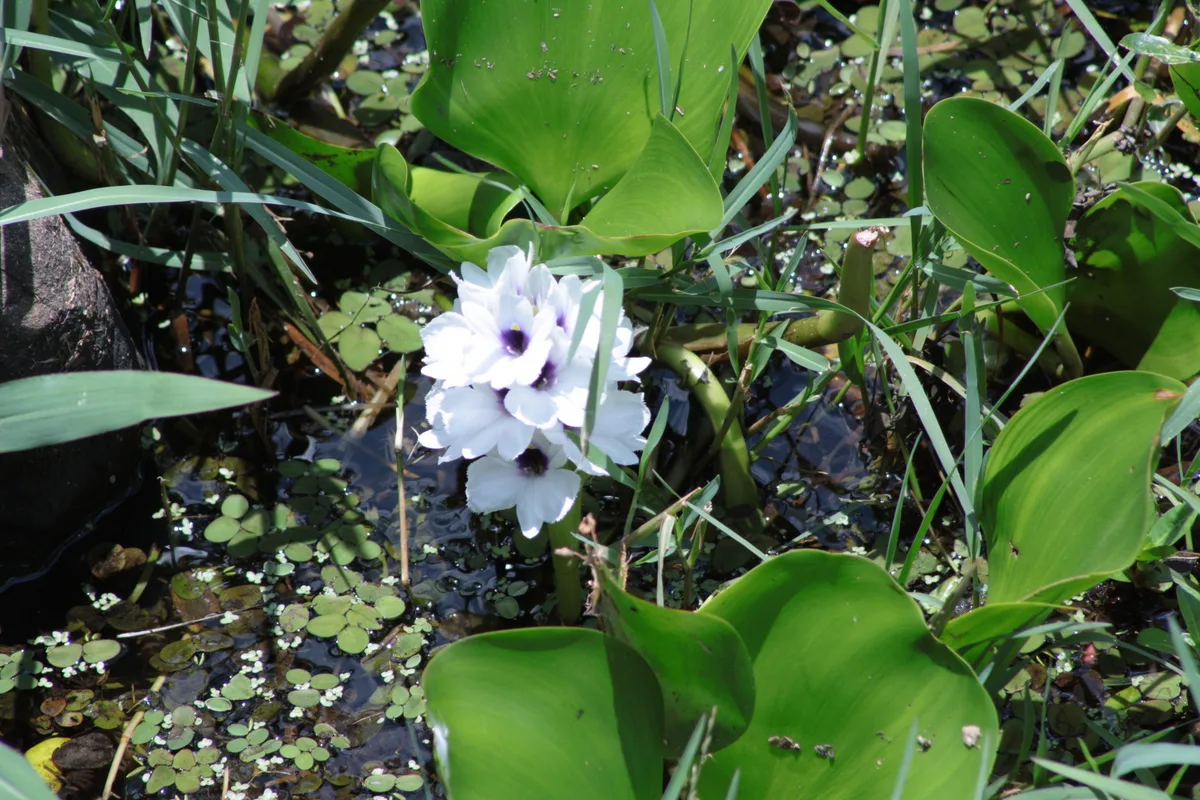 Blue Pickerelweed