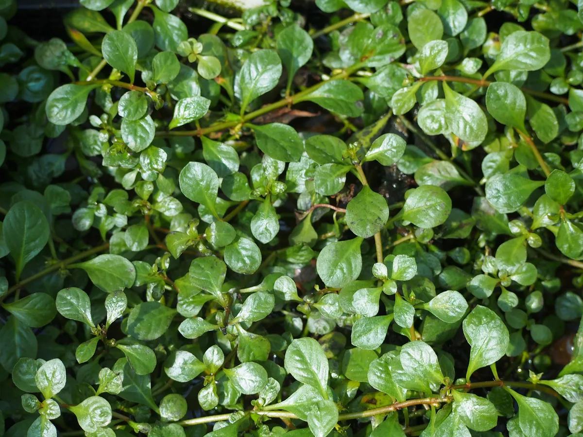 Water Purslane (Ludwigia repens)